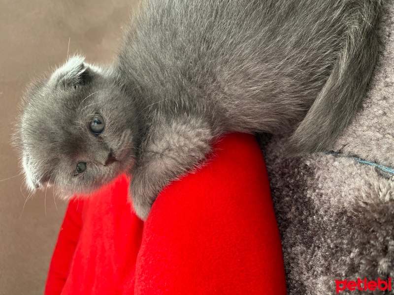 Scottish Fold, Kedi  Gece fotoğrafı