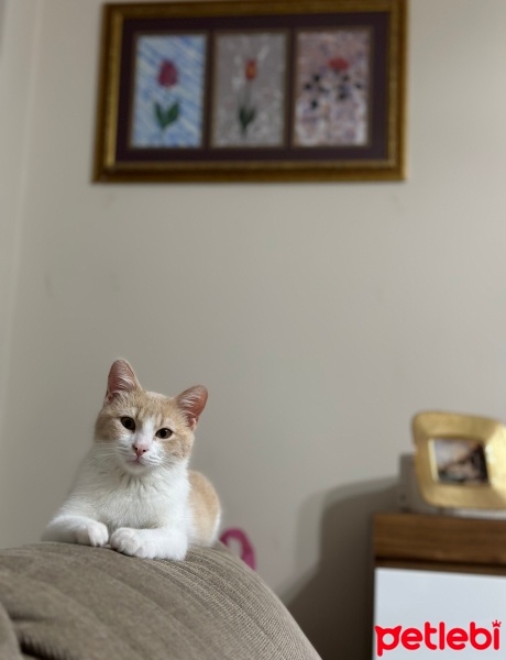 Sarman, Kedi  Mırmır fotoğrafı