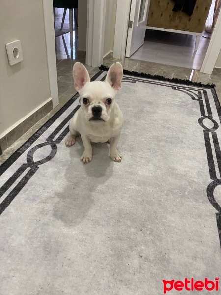 Fransız Bulldog, Köpek  Çapkın fotoğrafı