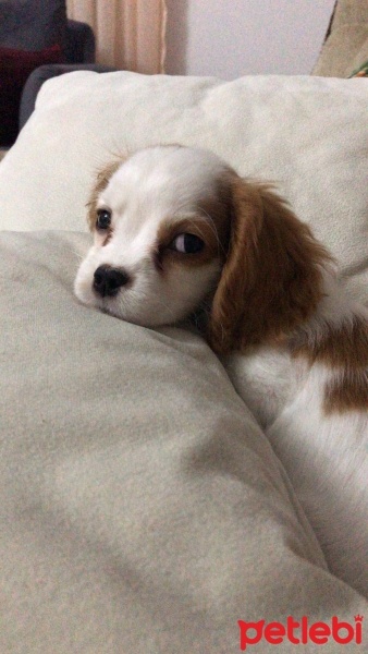 Cavalier King Charles Spanieli, Köpek  Latte fotoğrafı