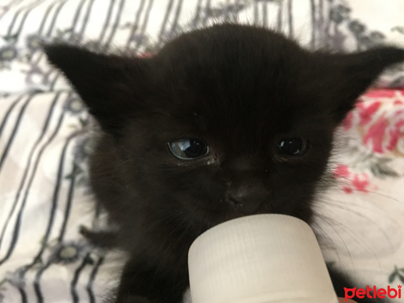 Tekir Kedi, Kedi  Gölge fotoğrafı