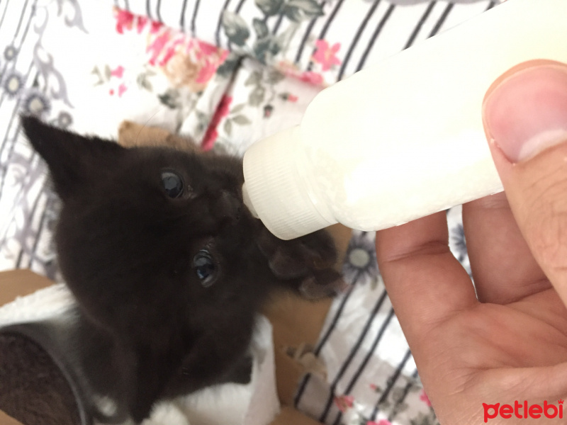 Tekir Kedi, Kedi  Gölge fotoğrafı