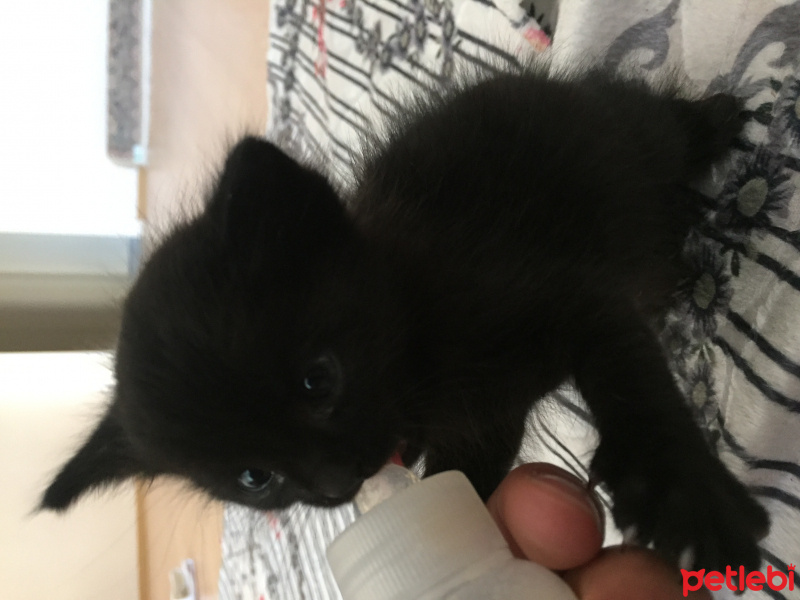 Tekir Kedi, Kedi  Gölge fotoğrafı