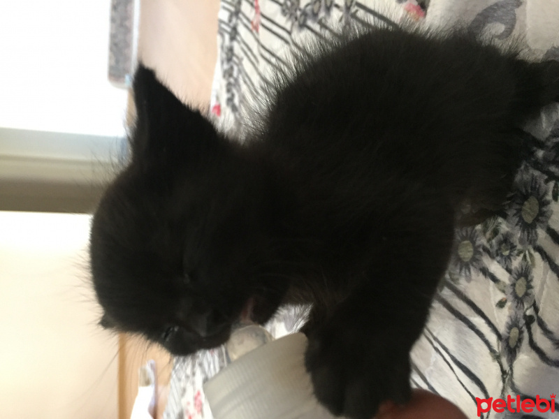 Tekir Kedi, Kedi  Gölge fotoğrafı