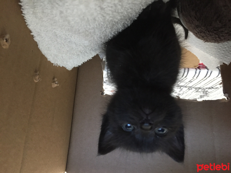 Tekir Kedi, Kedi  Gölge fotoğrafı