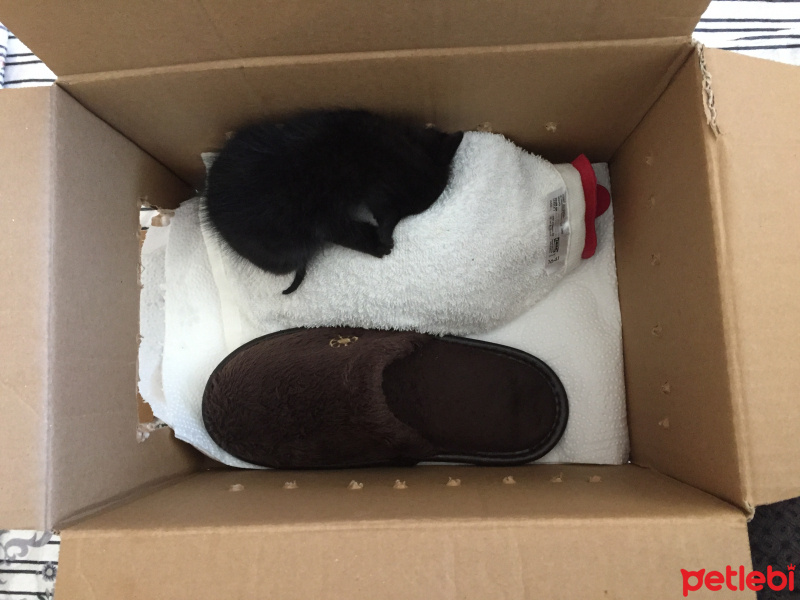 Tekir Kedi, Kedi  Gölge fotoğrafı