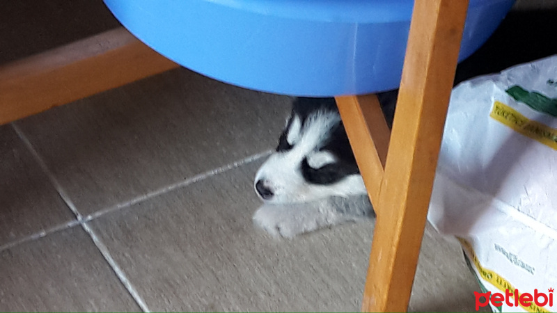 Sibirya Kurdu (Husky), Köpek  APAZ fotoğrafı