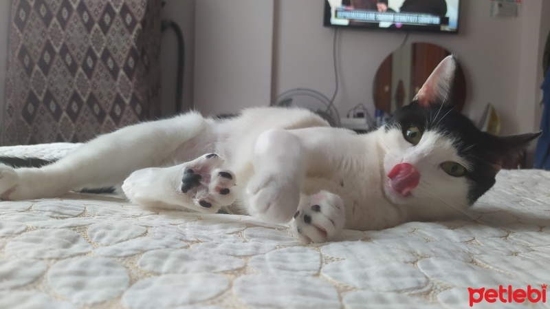 Tuxedo (Smokin) Kedi, Kedi  Milky fotoğrafı