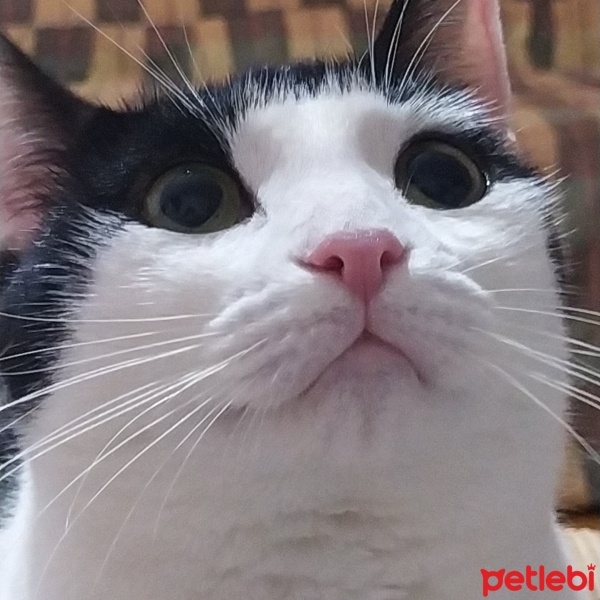 Tuxedo (Smokin) Kedi, Kedi  Milky fotoğrafı