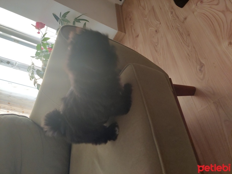 Shih Tzu, Köpek  Queen fotoğrafı