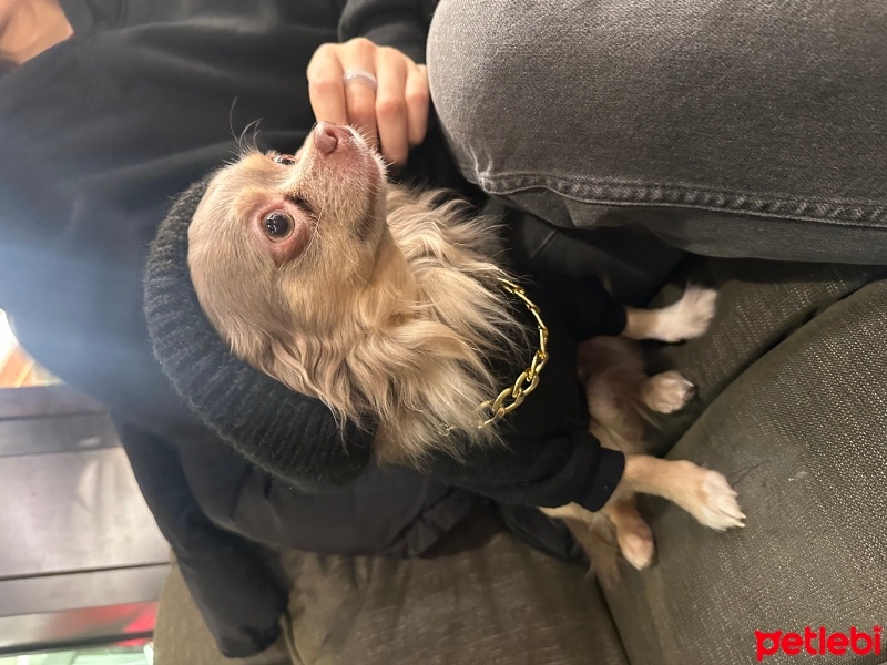 Chihuahua, Köpek  Momo fotoğrafı