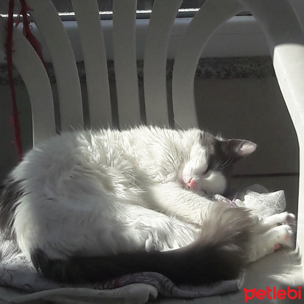 Tekir Kedi, Kedi  Nazli fotoğrafı