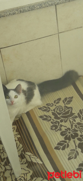 Tekir Kedi, Kedi  Nazli fotoğrafı