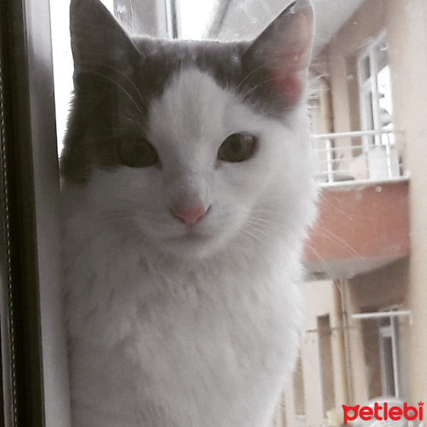 Tekir Kedi, Kedi  Nazli fotoğrafı