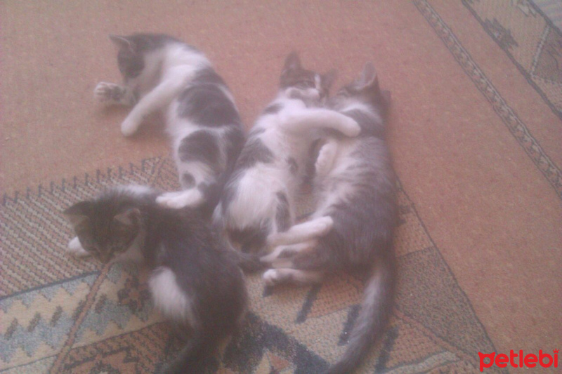 Tekir Kedi, Kedi  minik fotoğrafı