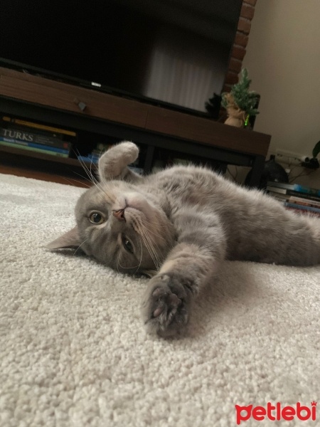 British Shorthair, Kedi  Sherlock fotoğrafı