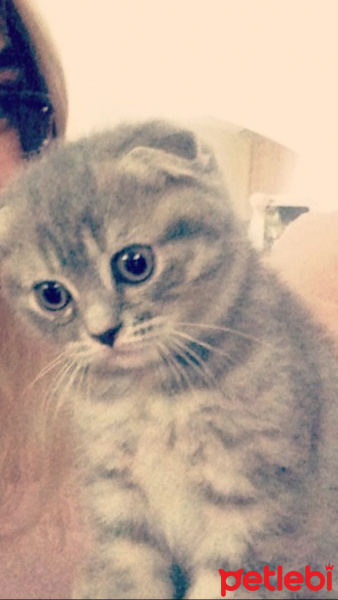 Scottish Fold, Kedi  douglas fotoğrafı