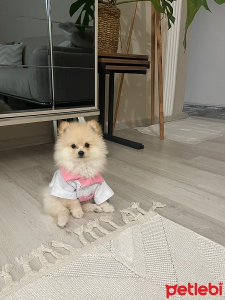 Pomeranyalı, Köpek  Yumak fotoğrafı