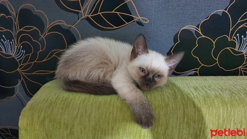 Siyam Kedisi, Kedi  Boncuk fotoğrafı