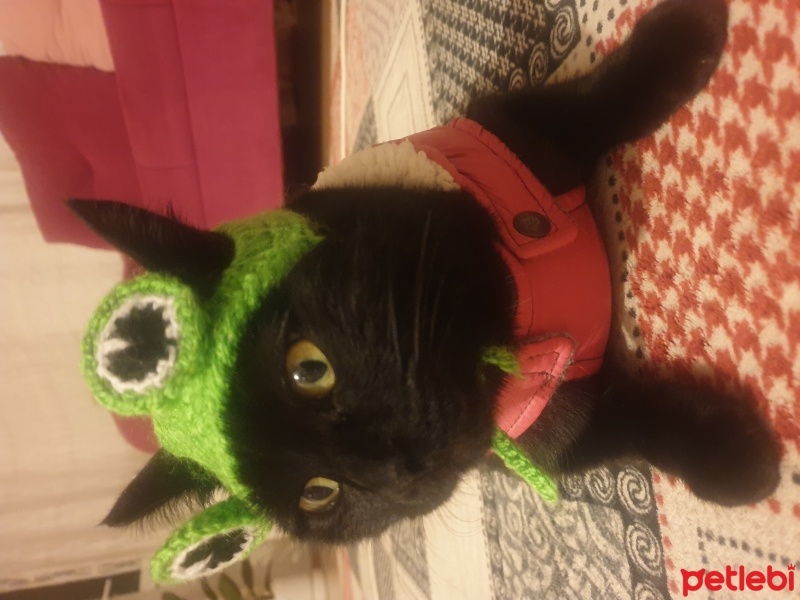 Bombay, Kedi  Luna fotoğrafı