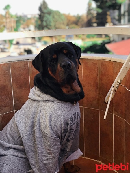 Rottweiler, Köpek  Dark fotoğrafı