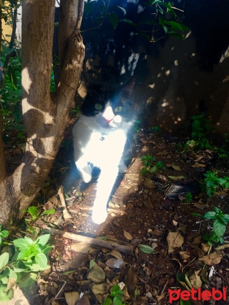 Tekir Kedi, Kedi  Mırmır fotoğrafı