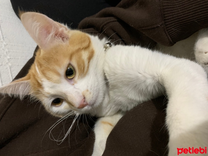 Sarman, Kedi  bal fotoğrafı