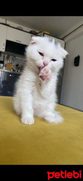 Scottish Fold, Kedi  Paşa fotoğrafı