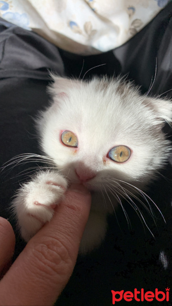 Scottish Fold, Kedi  Paşa fotoğrafı