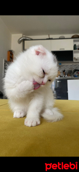 Scottish Fold, Kedi  Paşa fotoğrafı