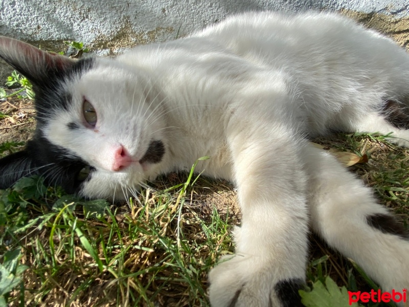 Tekir Kedi, Kedi  Beşiktaş fotoğrafı