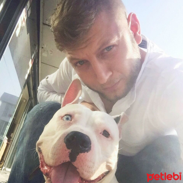 Amerikan Pitbull Terrier, Köpek  Meloo ❤️ fotoğrafı