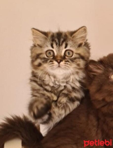 British Longhair, Kedi  Şira fotoğrafı