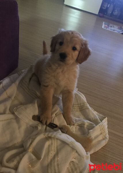 Golden Retriever, Köpek  KÖPÜK fotoğrafı