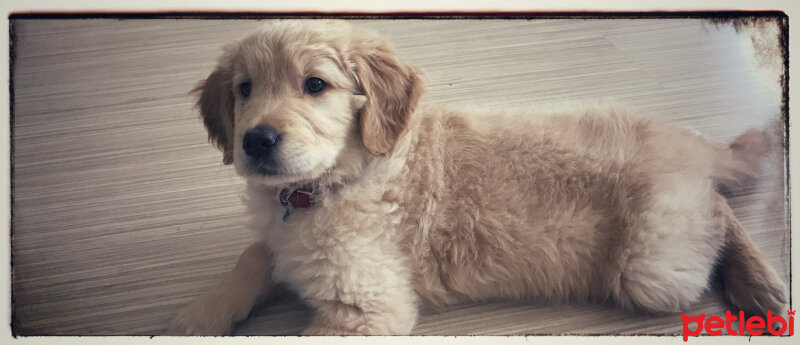 Golden Retriever, Köpek  KÖPÜK fotoğrafı