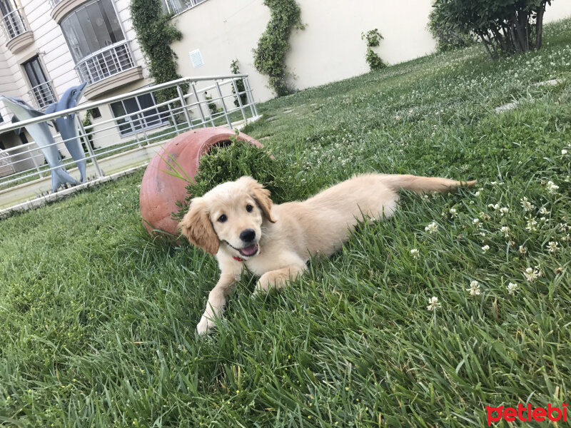 Golden Retriever, Köpek  KÖPÜK fotoğrafı