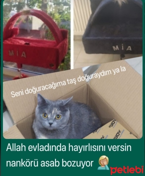 British Shorthair, Kedi  Mia fotoğrafı
