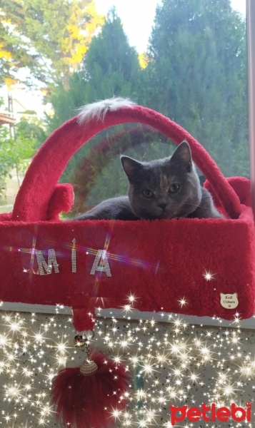 British Shorthair, Kedi  Mia fotoğrafı