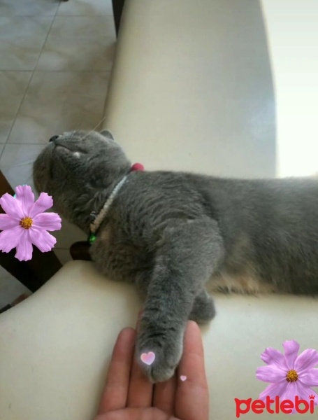 British Shorthair, Kedi  Mia fotoğrafı