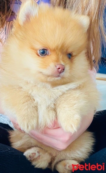 Pomeranyalı, Köpek  Peri fotoğrafı