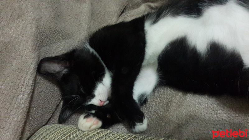 Tuxedo (Smokin) Kedi, Kedi  Mısha fotoğrafı