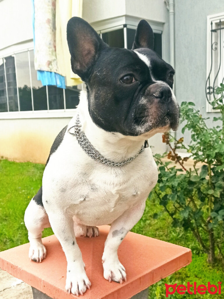 Fransız Bulldog, Köpek  Thor fotoğrafı