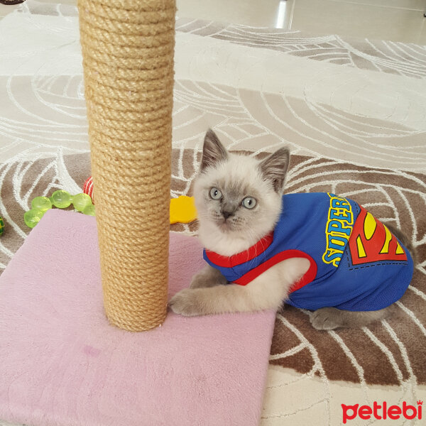 British Shorthair, Kedi  Boncukbey fotoğrafı