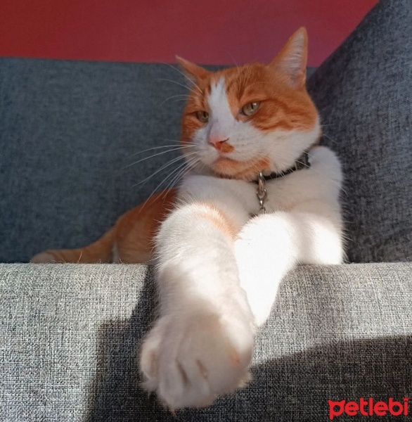 Tekir Kedi, Kedi  Prens fotoğrafı