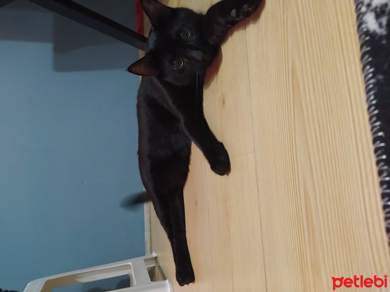Bombay, Kedi  Gece fotoğrafı