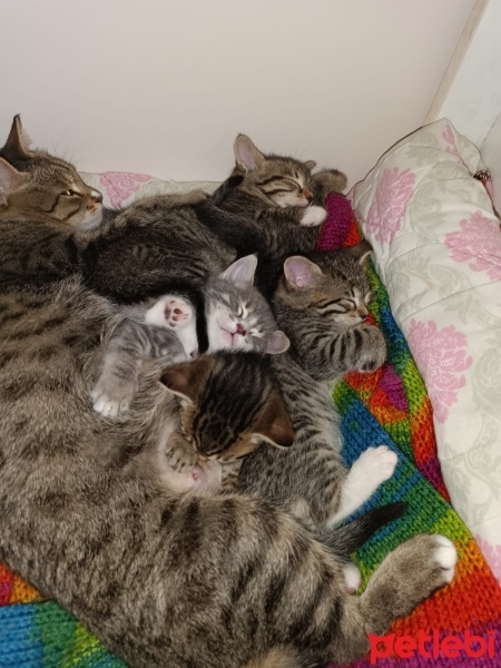 Tekir Kedi, Kedi  Küçük yavrularım fotoğrafı