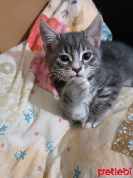 Tekir Kedi, Kedi  Küçük yavrularım fotoğrafı
