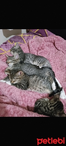 Tekir Kedi, Kedi  Küçük yavrularım fotoğrafı