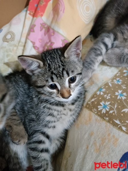 Tekir Kedi, Kedi  Küçük yavrularım fotoğrafı