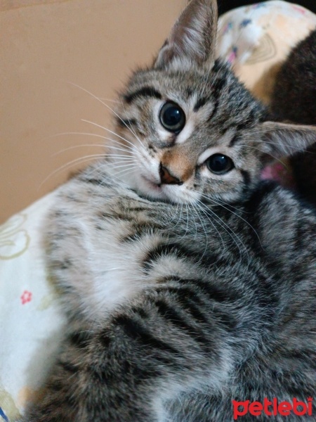 Tekir Kedi, Kedi  Küçük yavrularım fotoğrafı